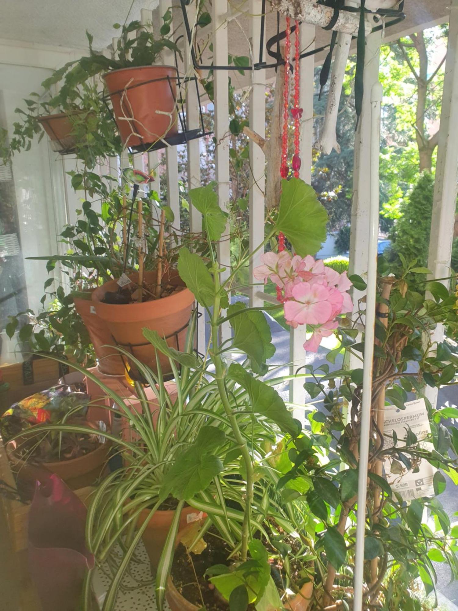 Libros Y Plantas A 5 Minutos Del Centro En Bus Apartment Madrid Luaran gambar